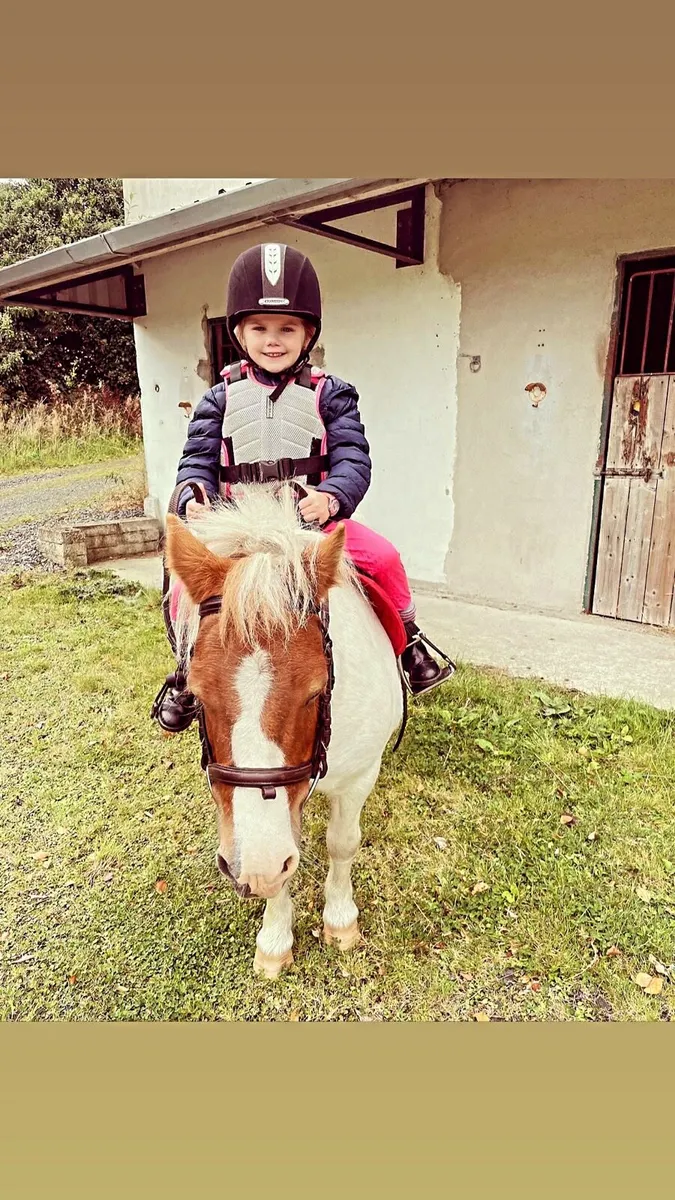 12 Year Old Shetland Pony Marr - Image 2