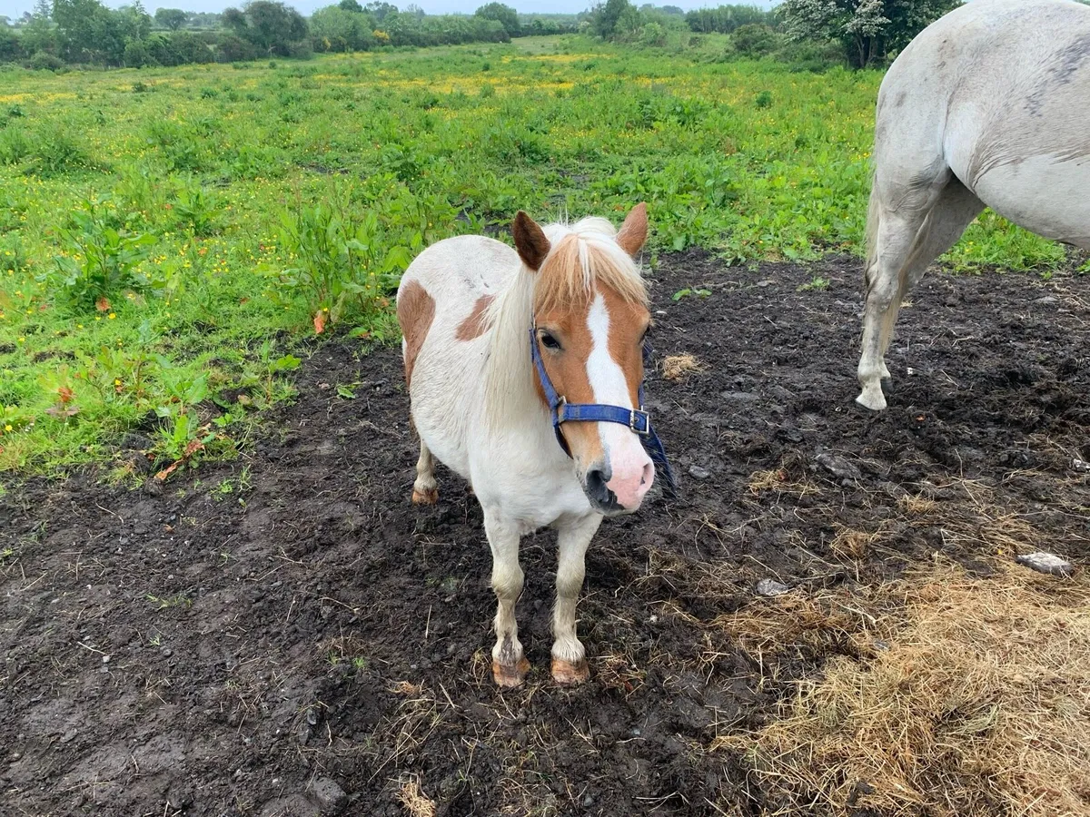 12 Year Old Shetland Pony Marr - Image 4