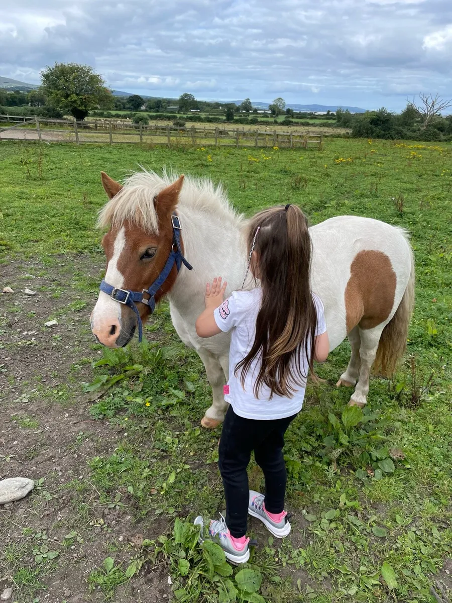 12 Year Old Shetland Pony Marr - Image 3