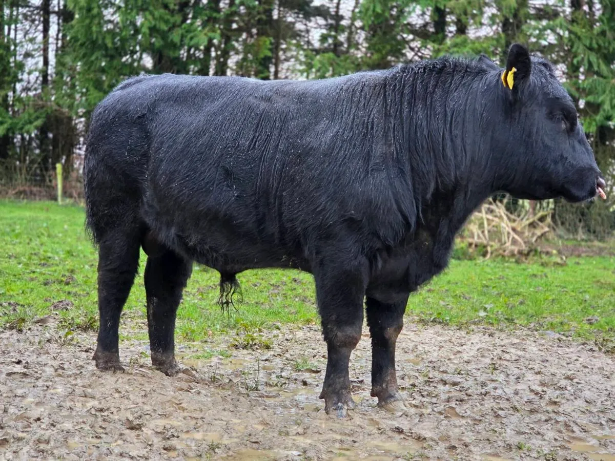 3.no AI pedigree Angus Bulls  ⭐️⭐️⭐️⭐️⭐️ - Image 1