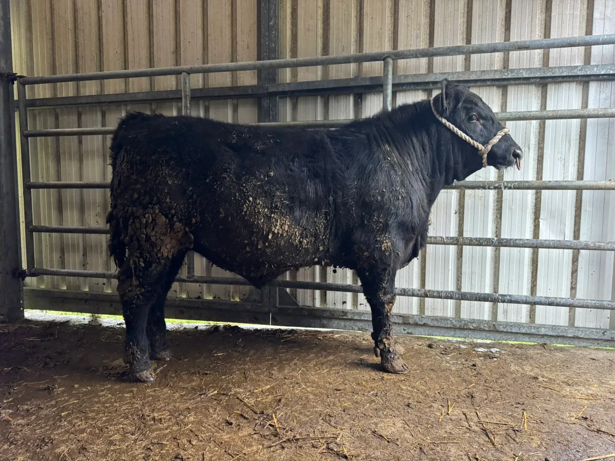 Pedigree Angus Bulls - Image 2