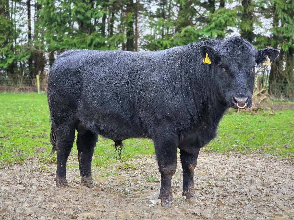 3.no AI pedigree Angus Bulls  ⭐️⭐️⭐️⭐️⭐️ - Image 3