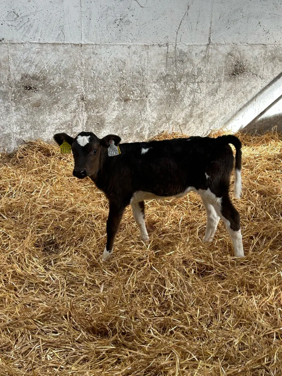 Fr Heifer calfs AI bred - Image 1