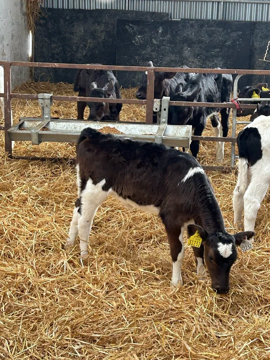 Fr Heifer calfs AI bred - Image 2