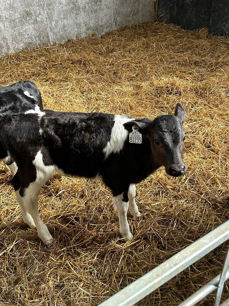 Fr Heifer calfs AI bred - Image 3