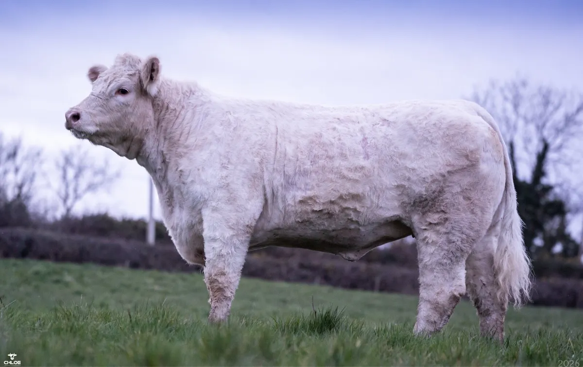 Lot 61 Premier Sale Elphin 21st March - Image 1