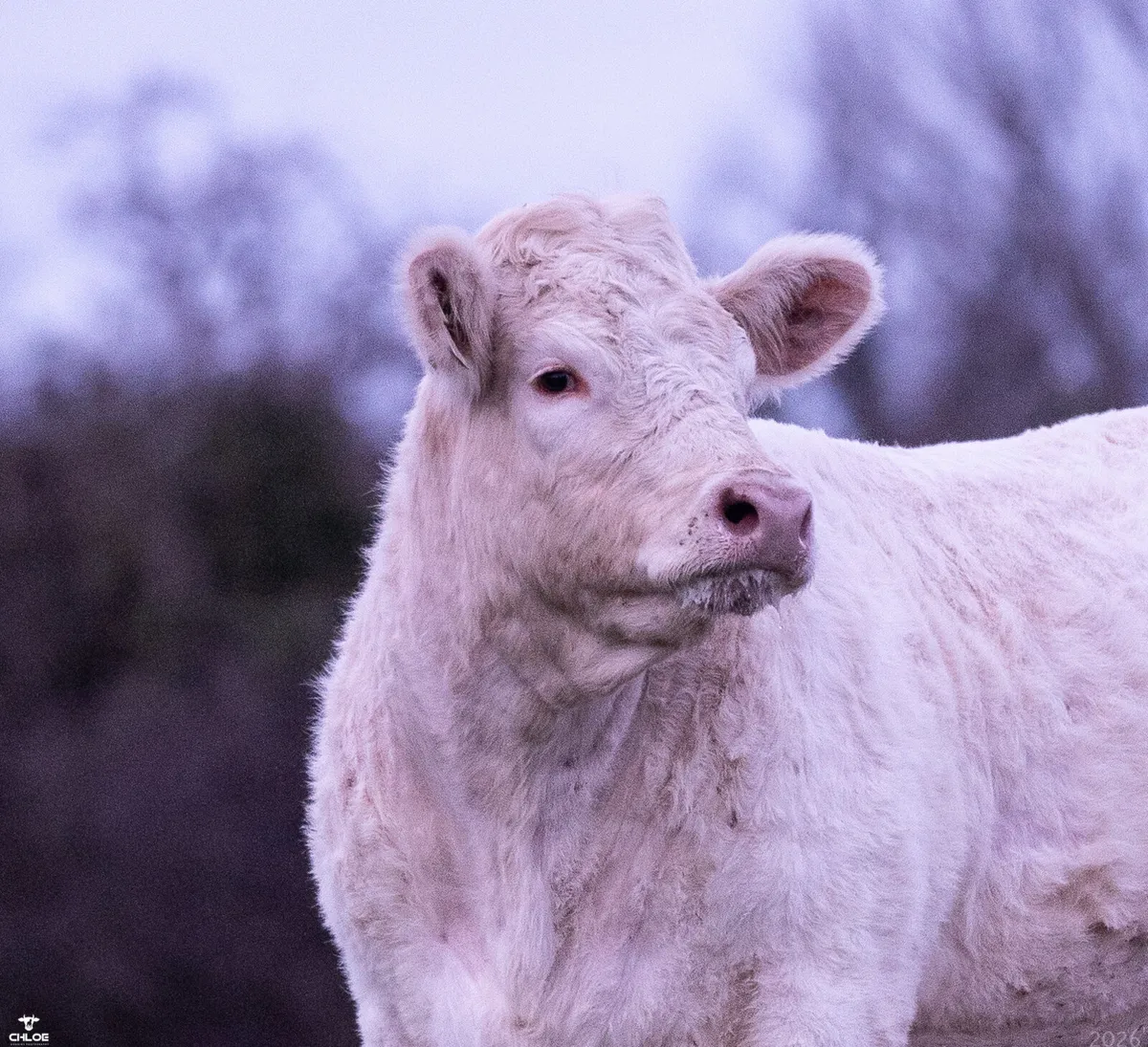 Lot 61 Premier Sale Elphin 21st March - Image 2