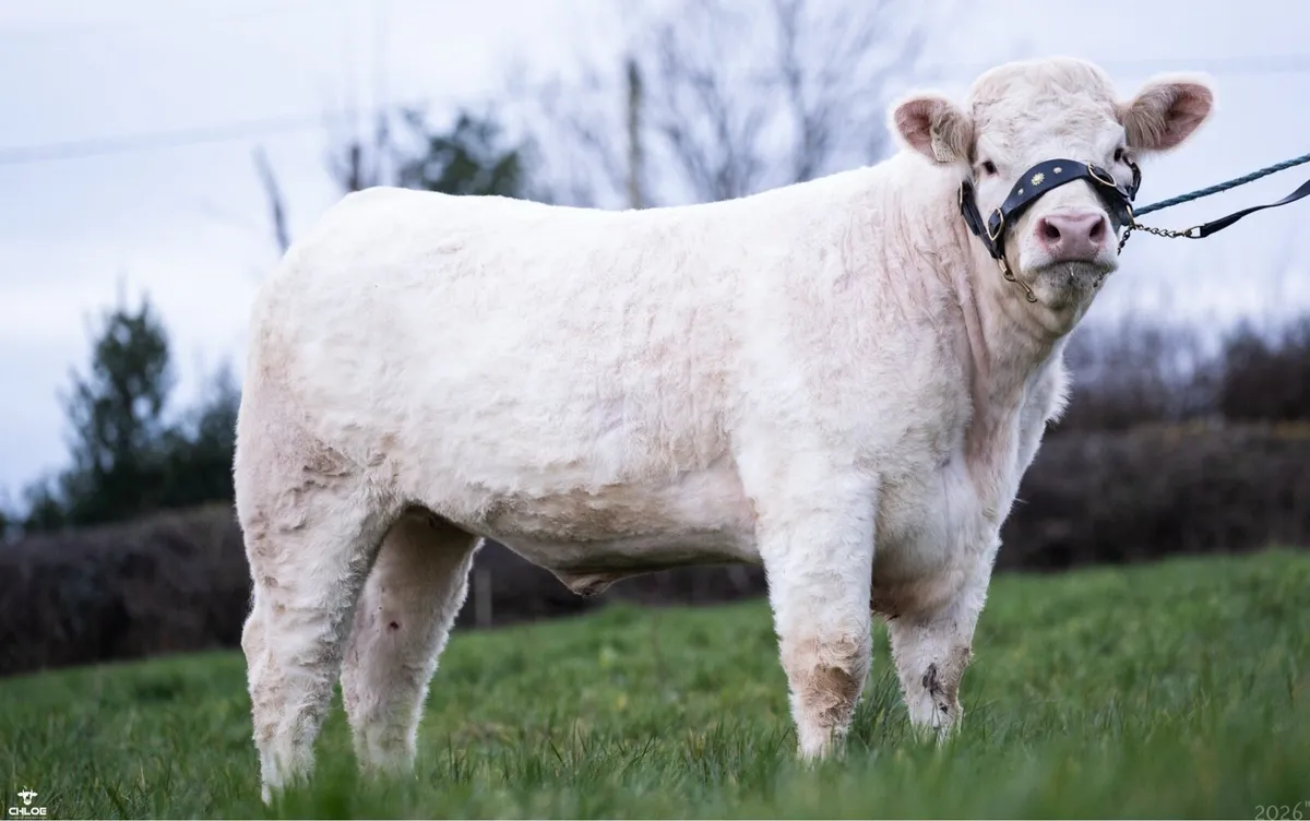 Lot 61 Premier Sale Elphin 21st March - Image 3