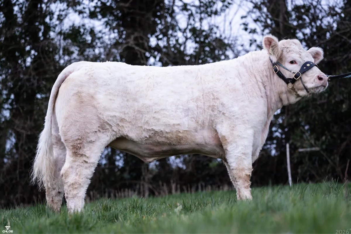 Lot 61 Premier Sale Elphin 21st March - Image 4