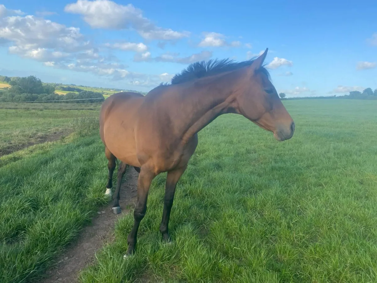 Beautiful TB mares - Image 4