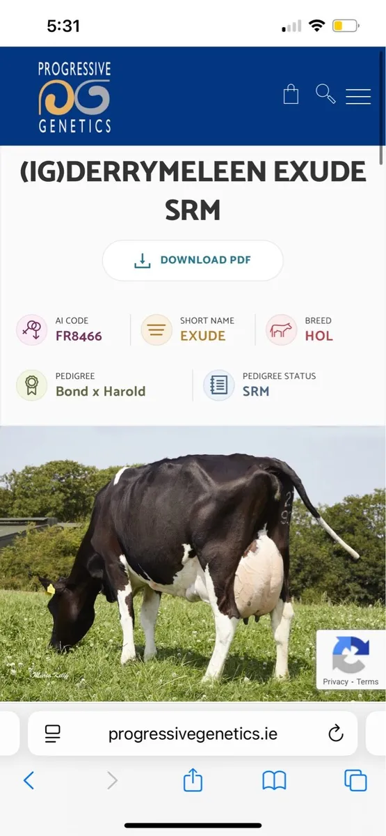 Fr Heifer calfs AI bred - Image 4