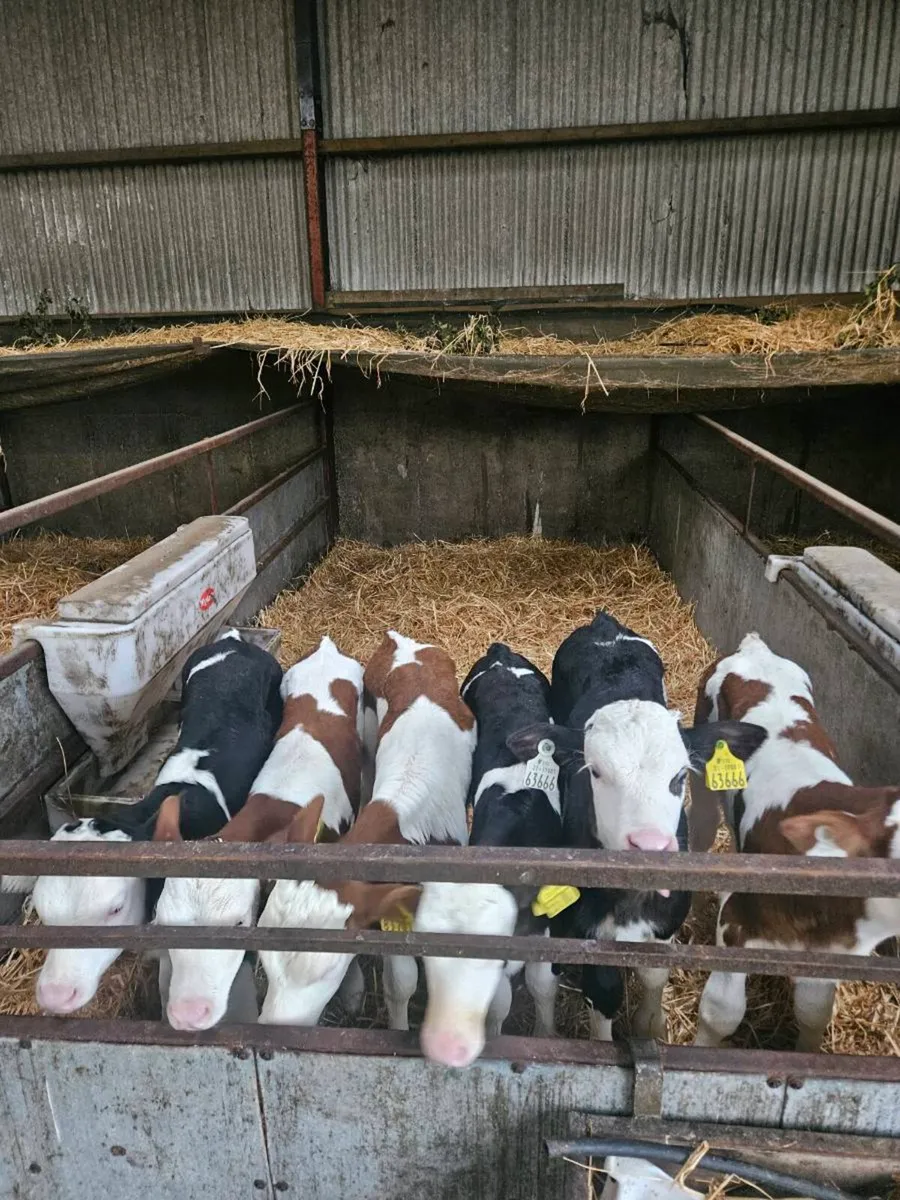 Montbeliarde bulls - Image 3