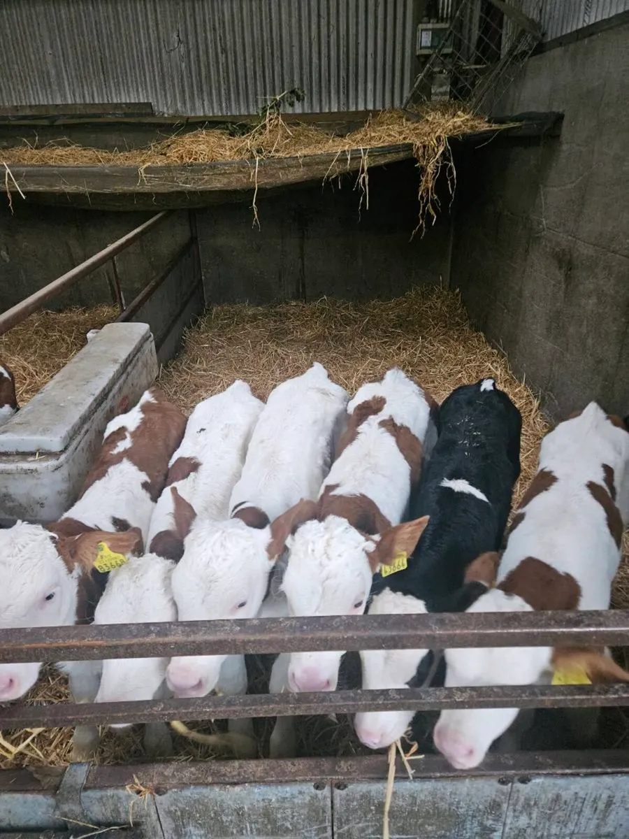 Montbeliarde bulls - Image 4