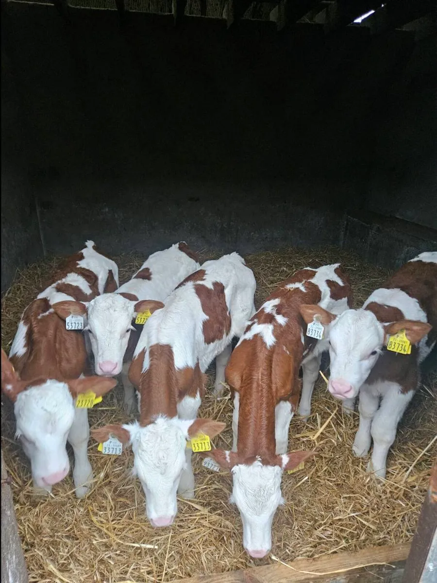 Montbeliarde bulls - Image 1