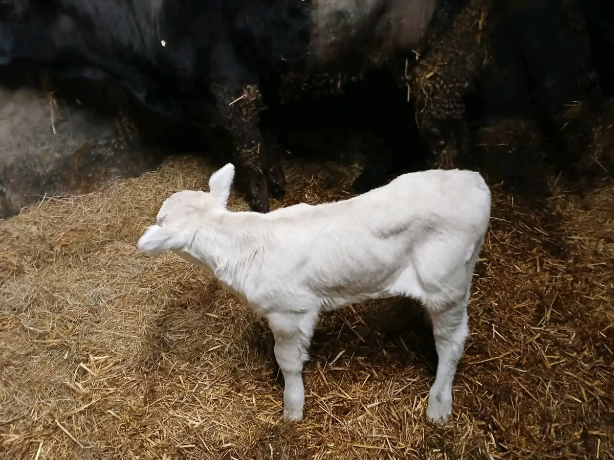 Calf for sale - Image 1