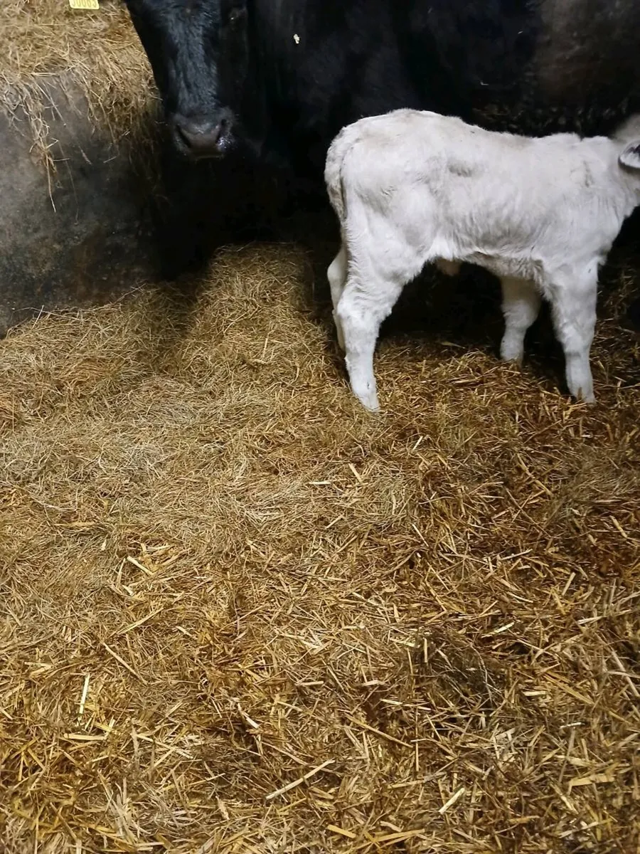 Calf for sale - Image 2