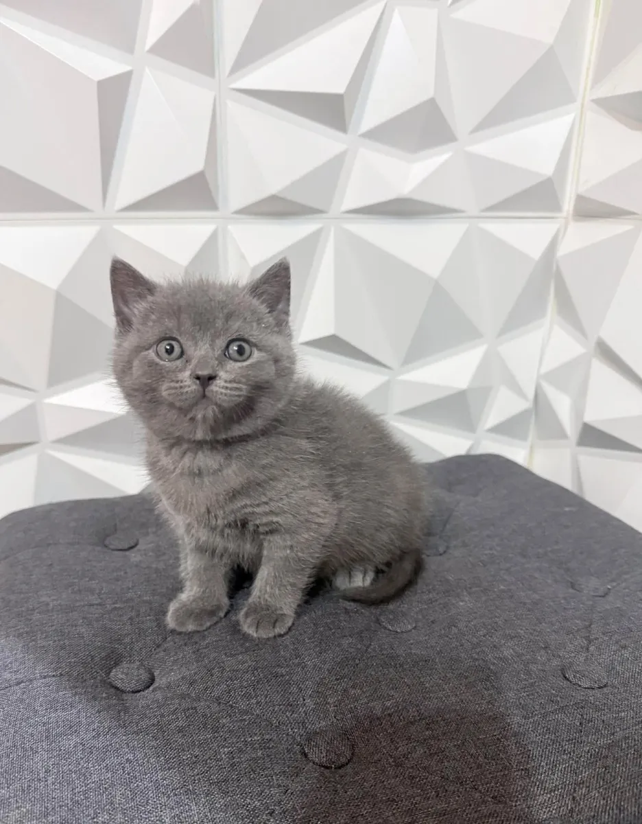 British shorthair kittens - Image 4