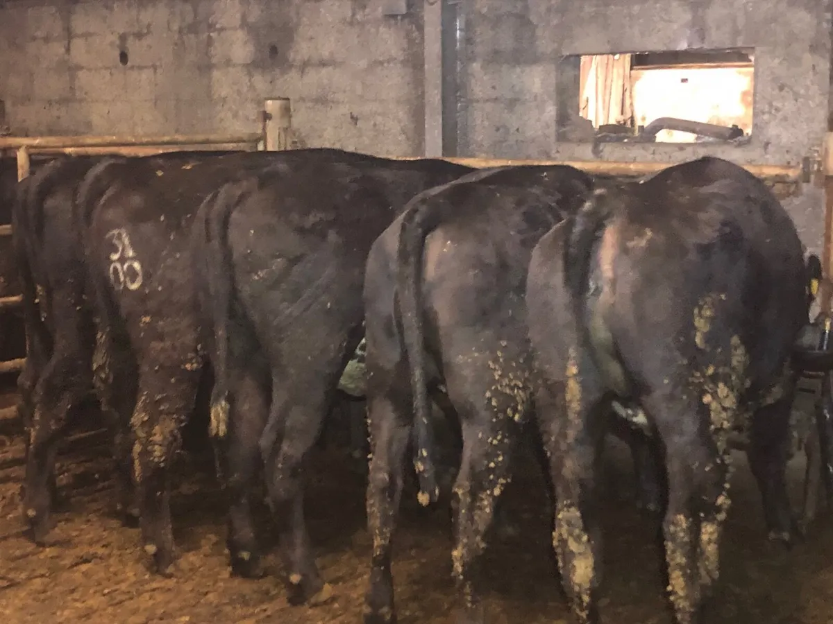 Angus Heifers - Image 2