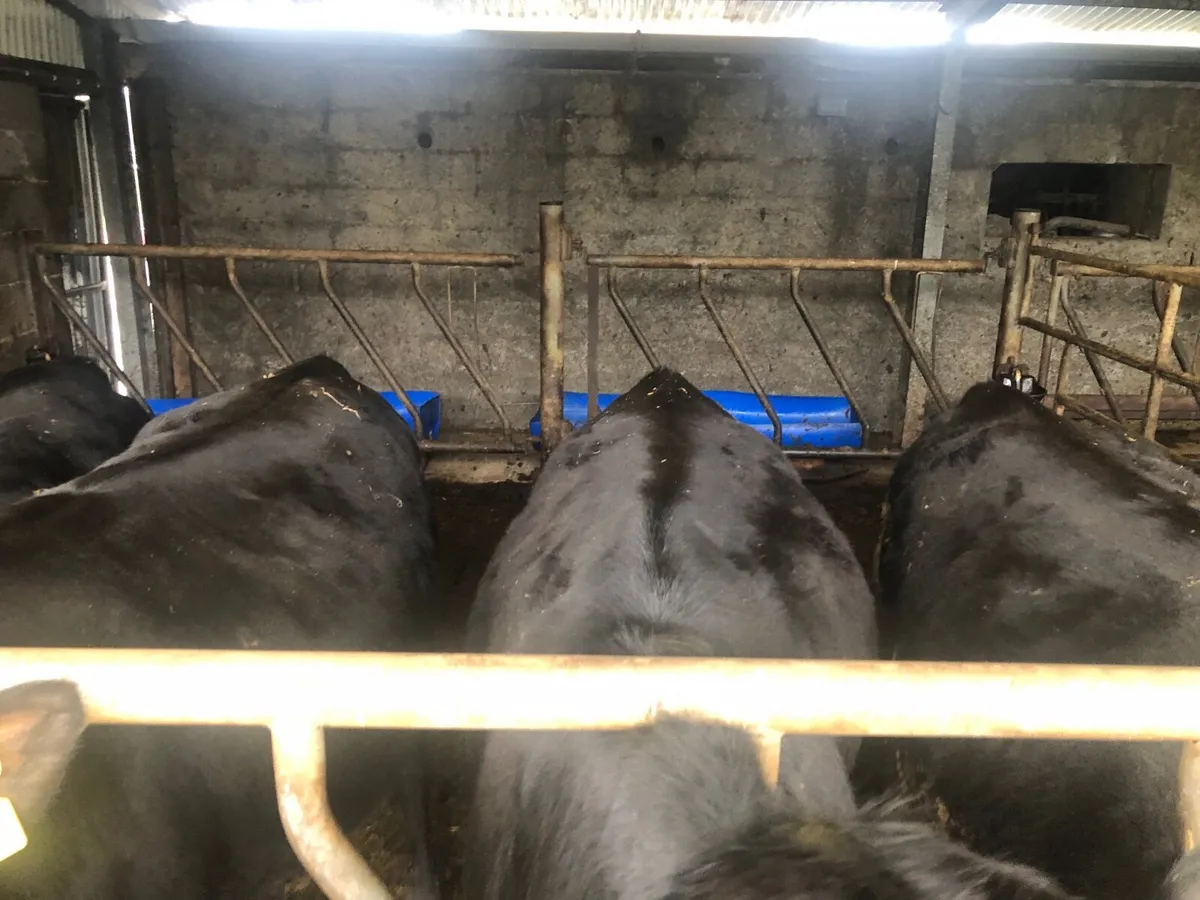 Angus Heifers - Image 3