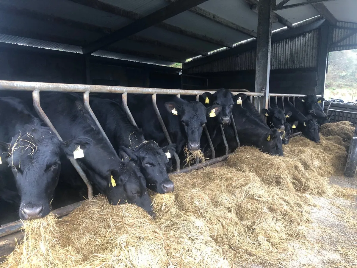 Angus Heifers - Image 1