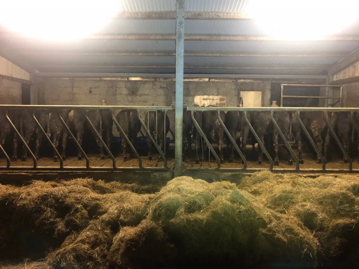 Angus Heifers - Image 4