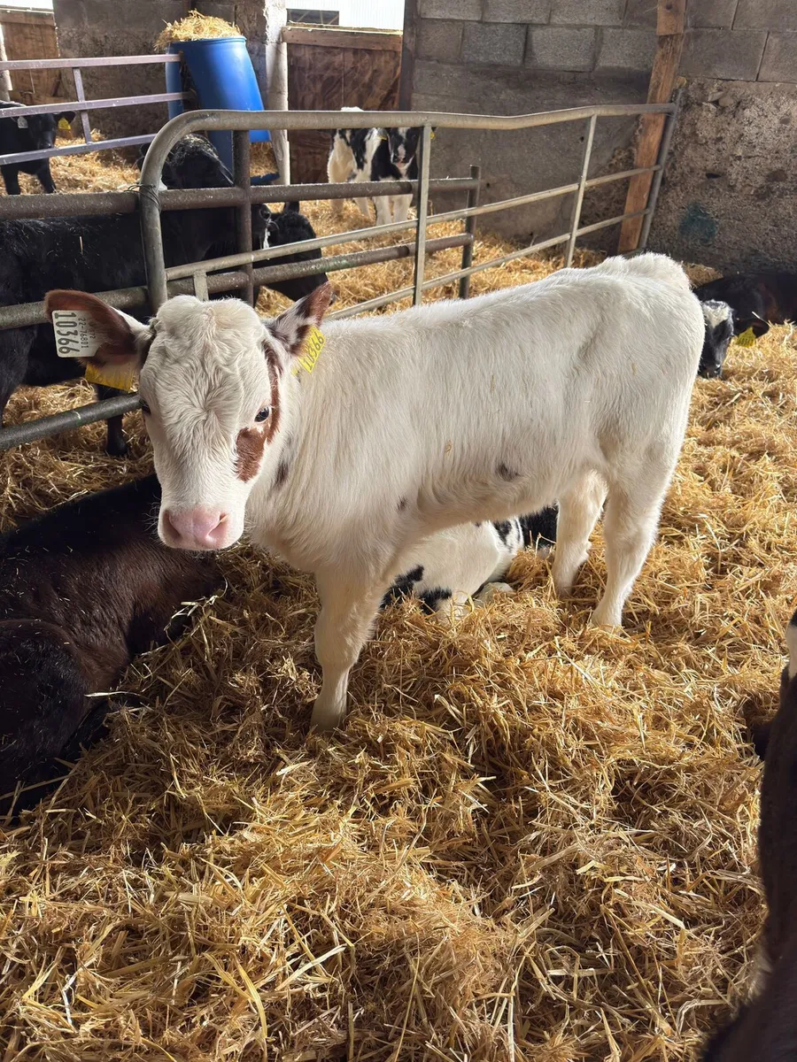 70 Calves Enniscorthy Mart 18th of March - Image 2