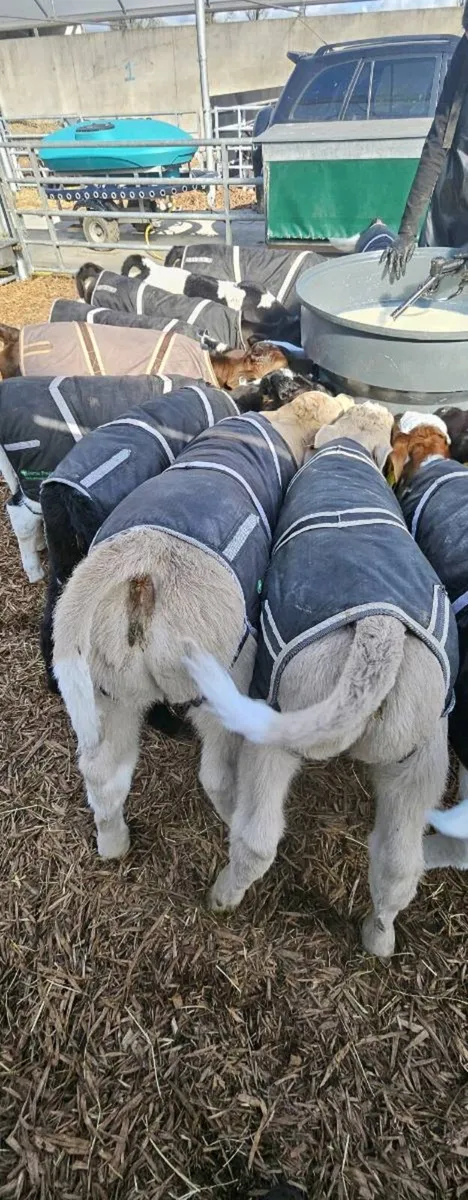 70 Calves Enniscorthy Mart 18th of March - Image 1