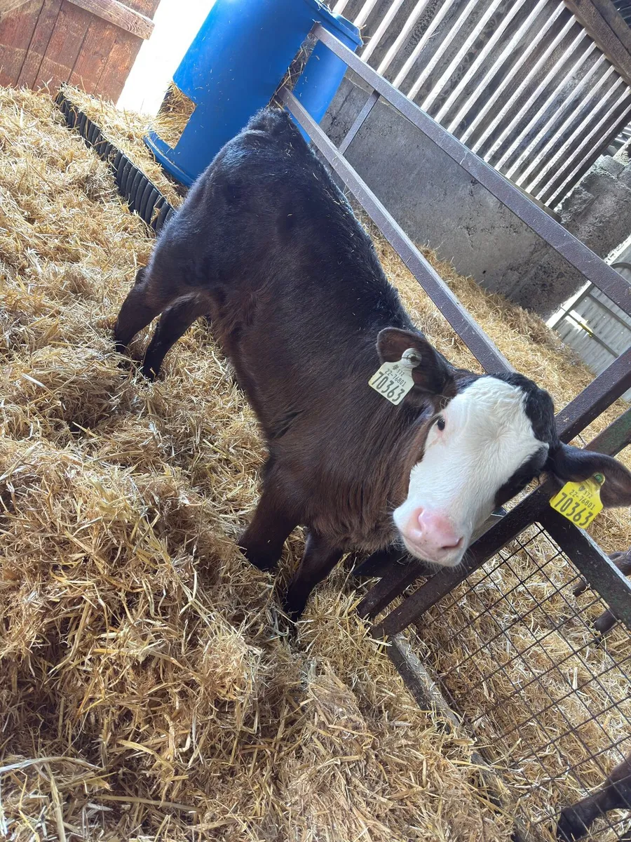 70 Calves Enniscorthy Mart 18th of March - Image 4