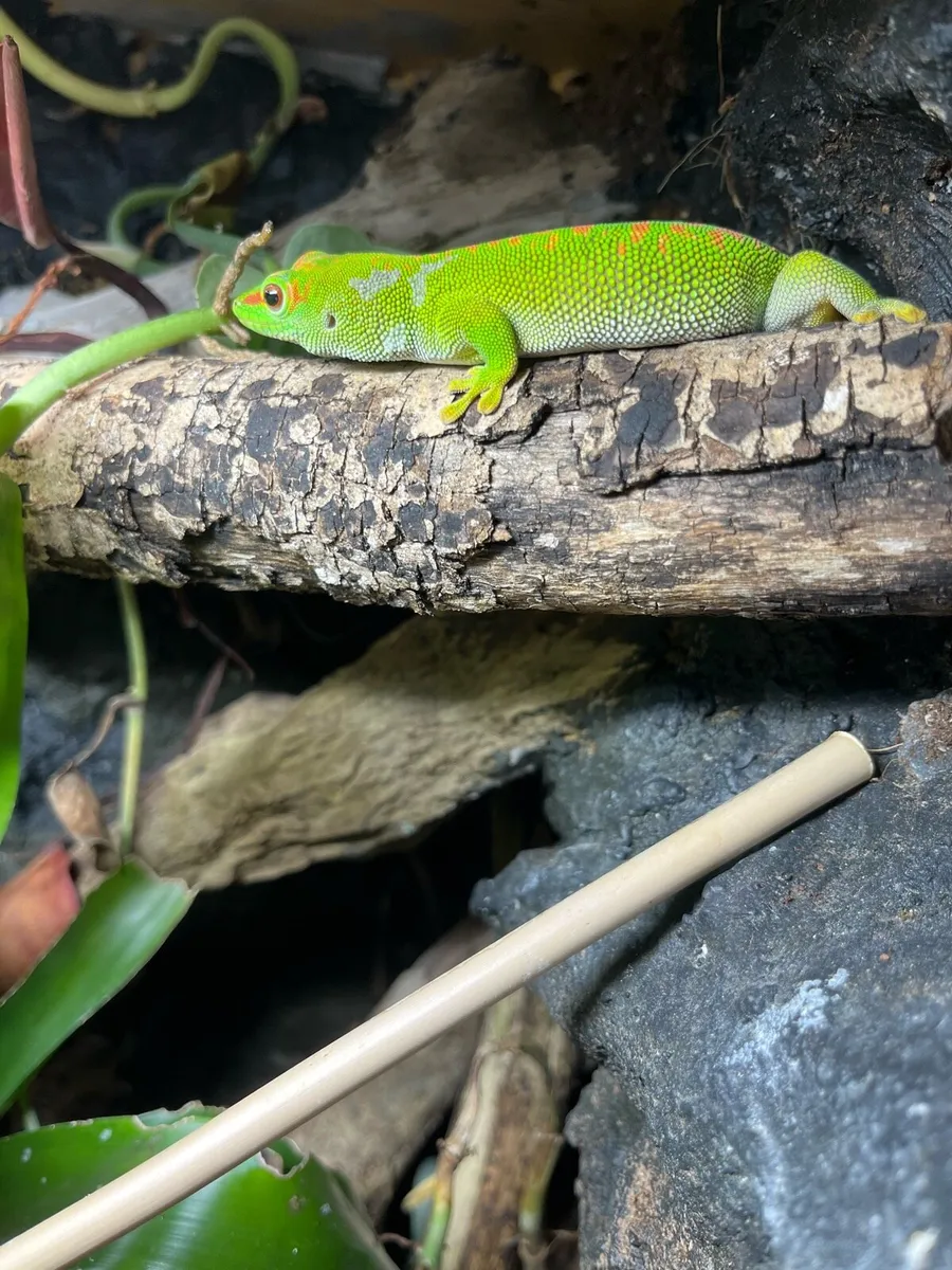 Giant Day Gecko Female - Image 2