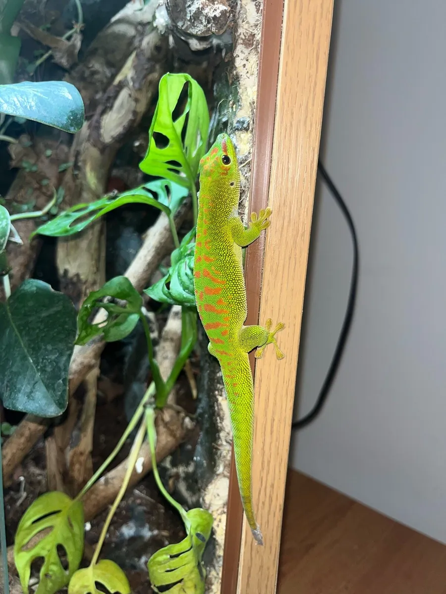 Giant Day Gecko Female - Image 1