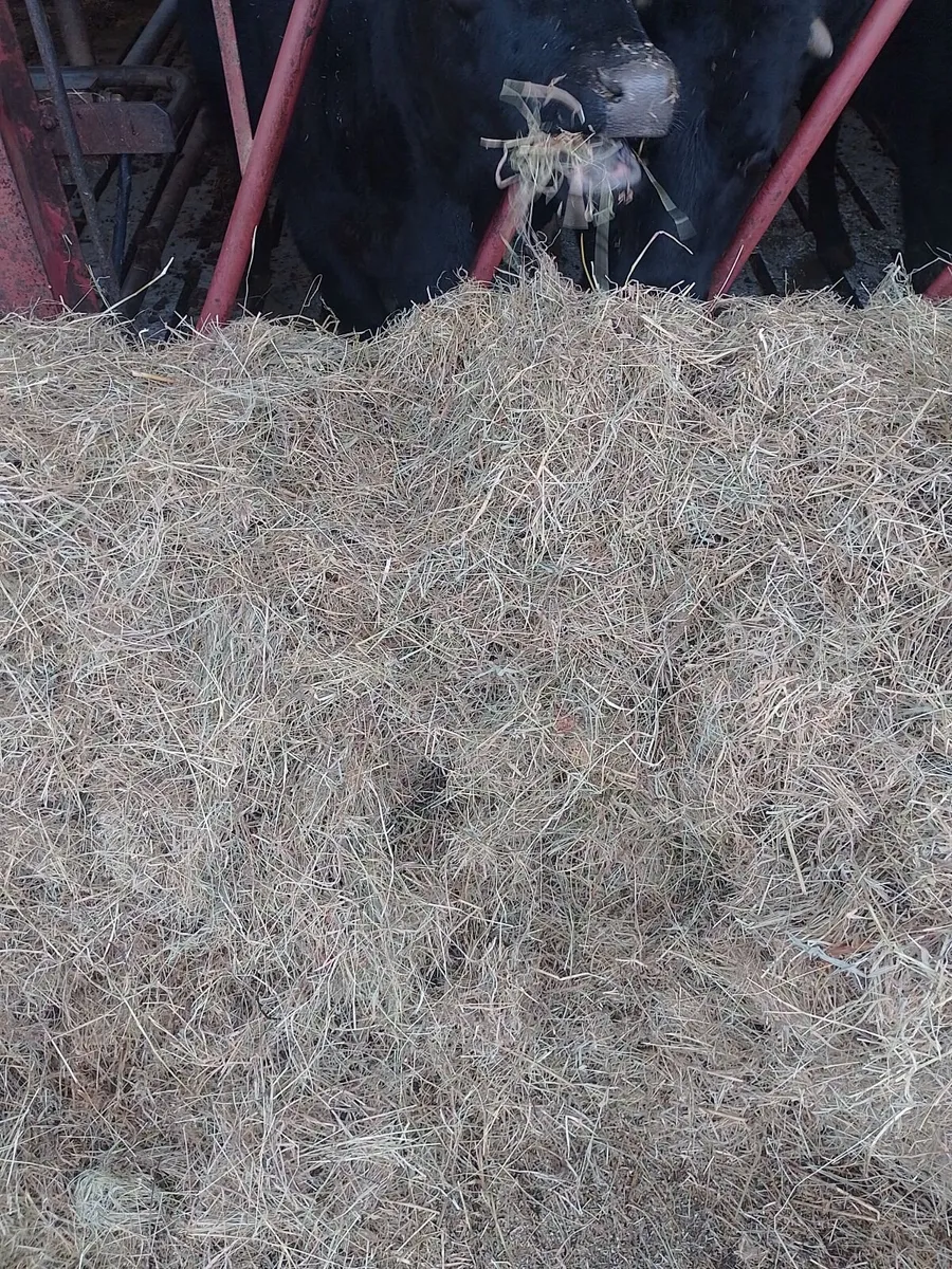 Haylage/Silage for Sale - Image 2