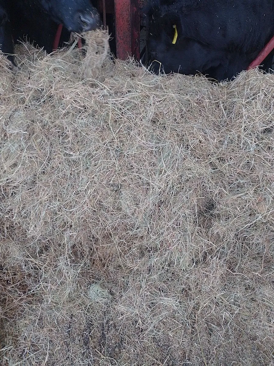 Haylage/Silage for Sale - Image 3