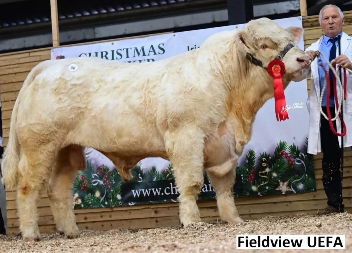 5 Star Pedigree Charolais Bull - Image 4