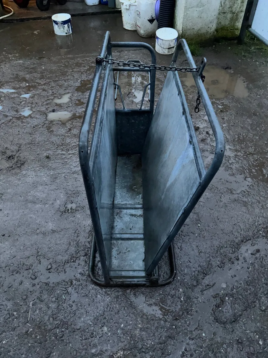 Calf dehorning crate - Image 1