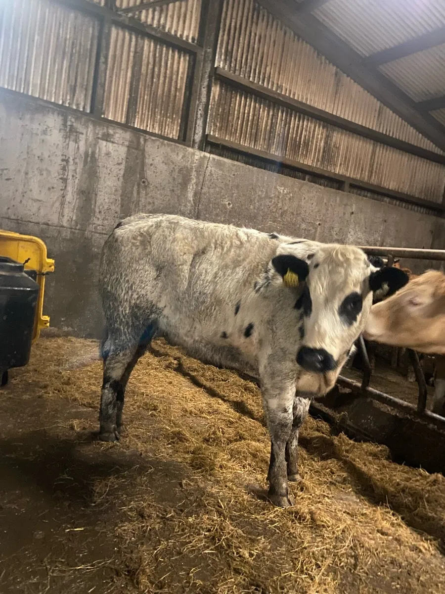 ⭐️2 super bulling heifers ⭐️ - Image 2