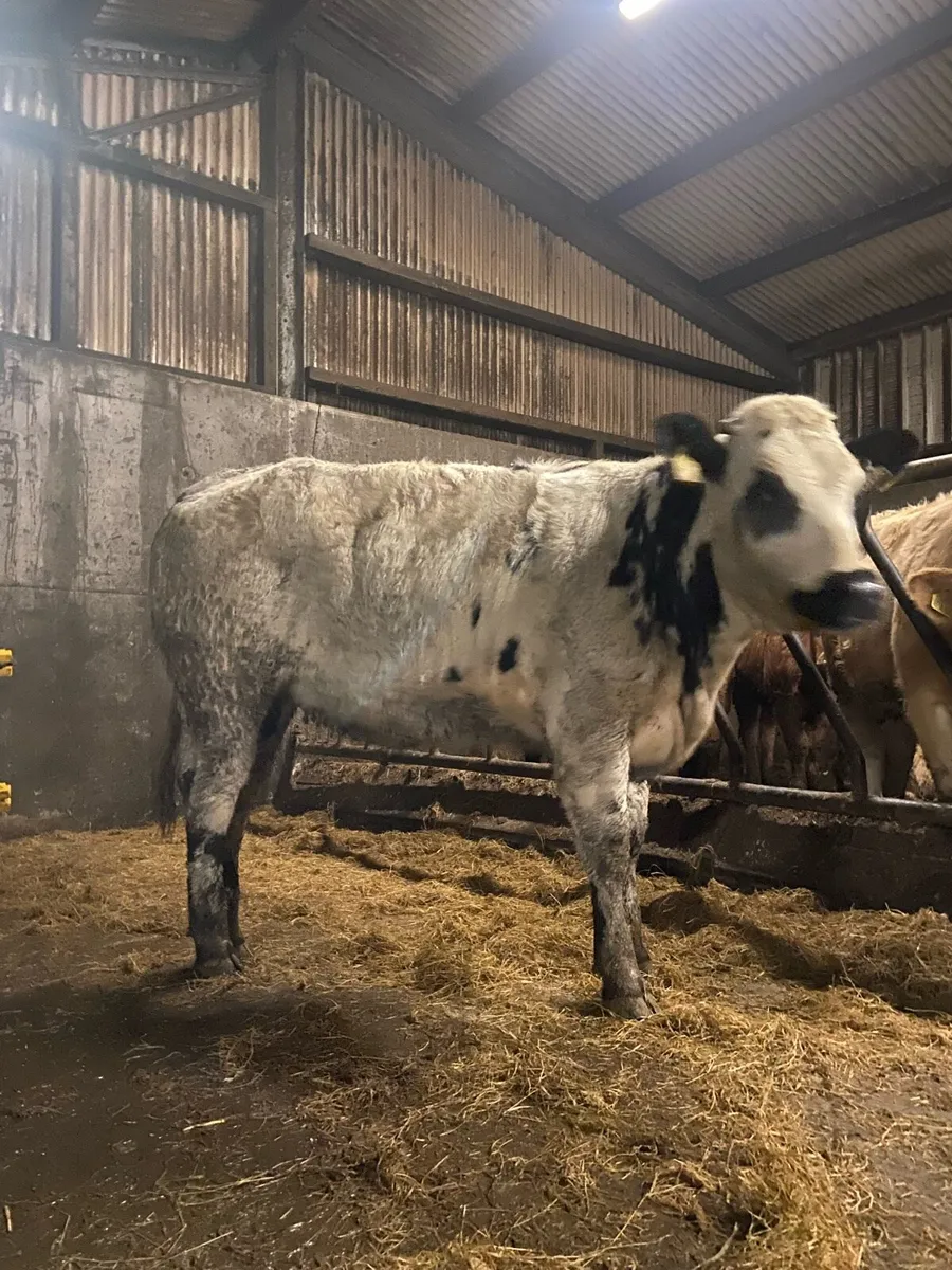 ⭐️2 super bulling heifers ⭐️ - Image 1
