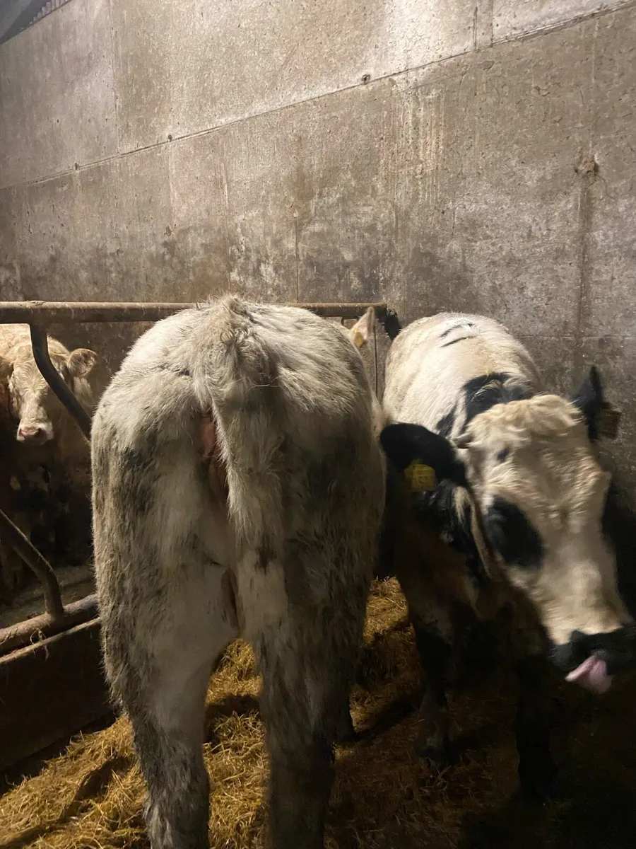 ⭐️2 super bulling heifers ⭐️ - Image 4