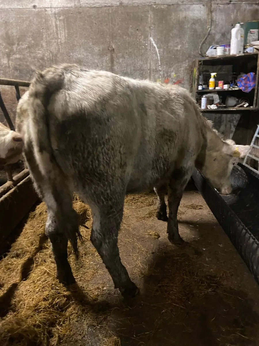 ⭐️2 super bulling heifers ⭐️ - Image 3