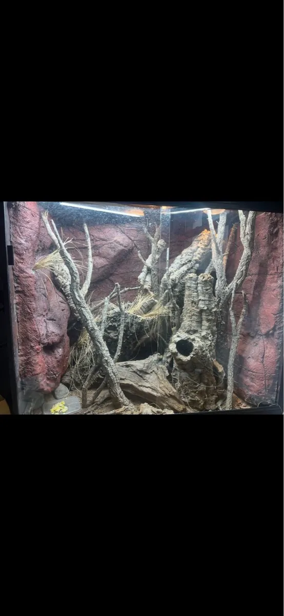 Gillens Monitor - Image 4