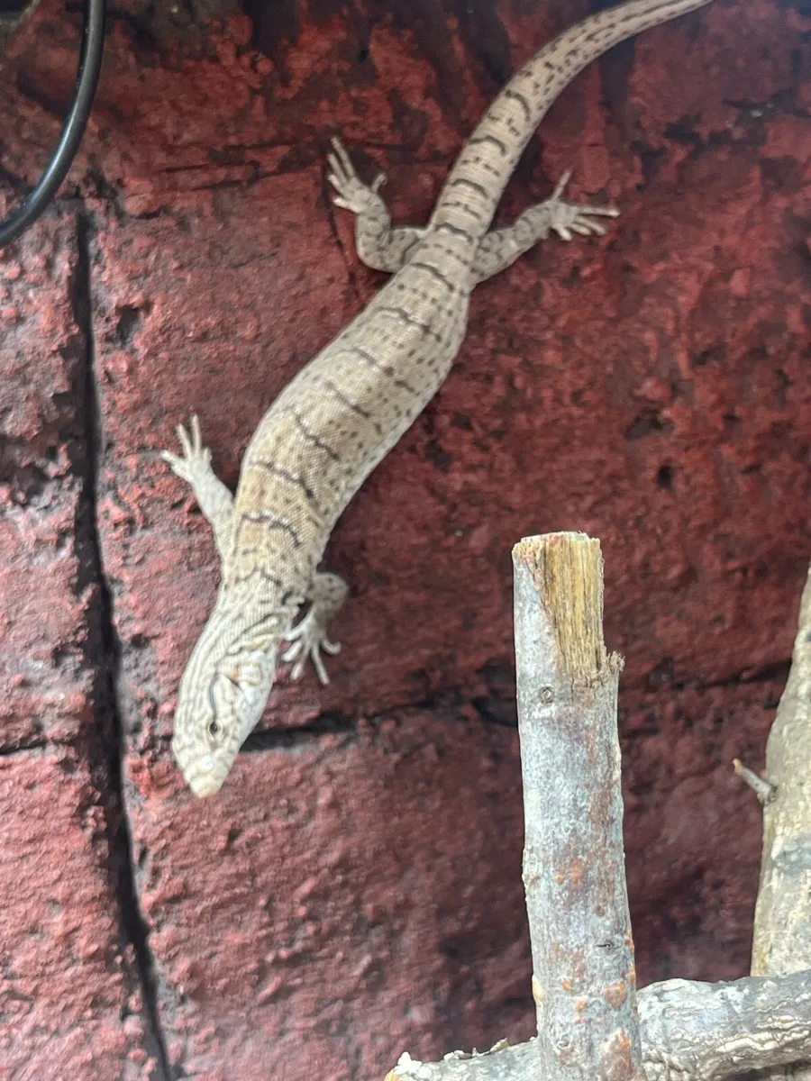 Gillens Monitor - Image 1