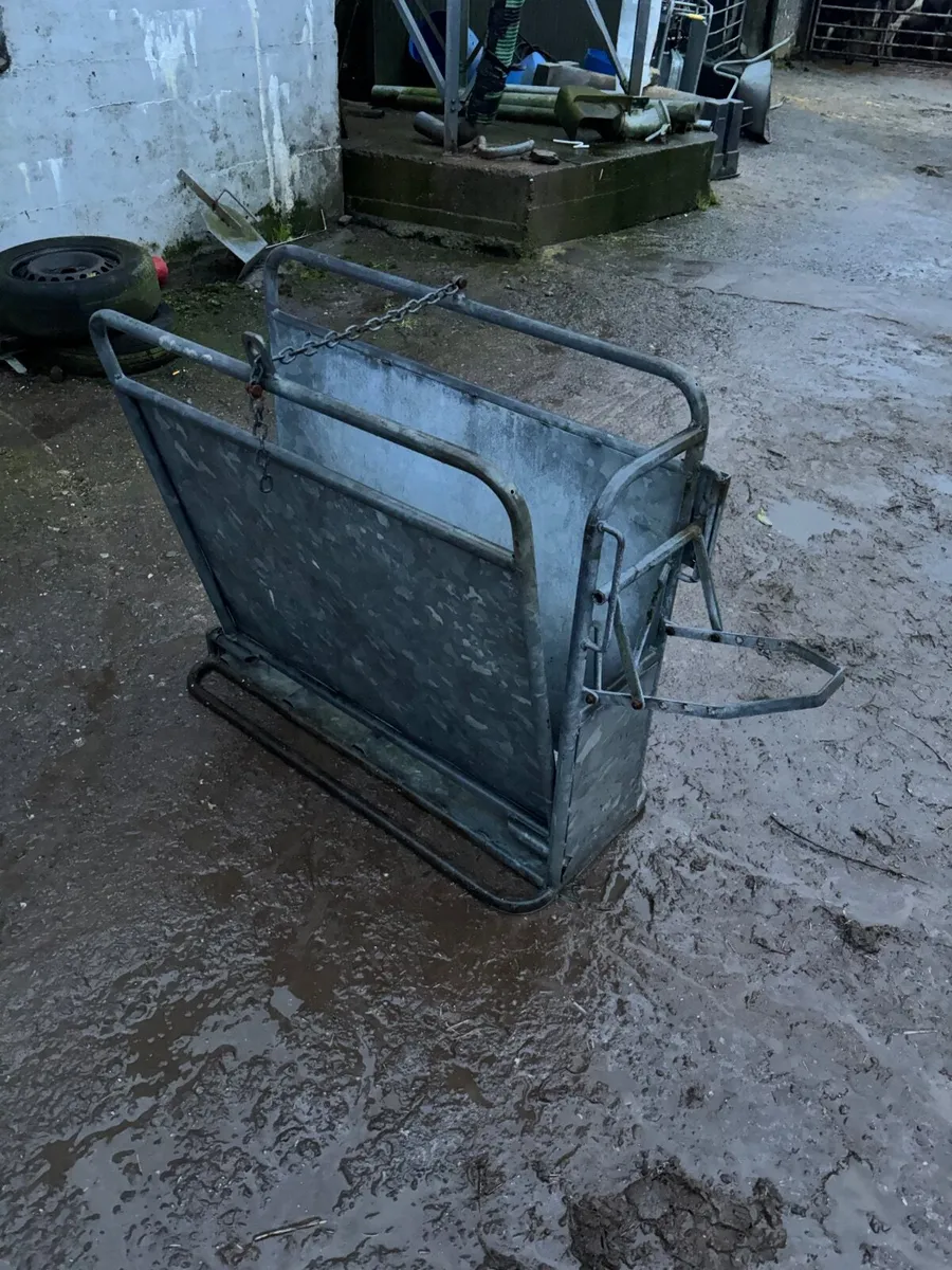 Calf dehorning crate - Image 4