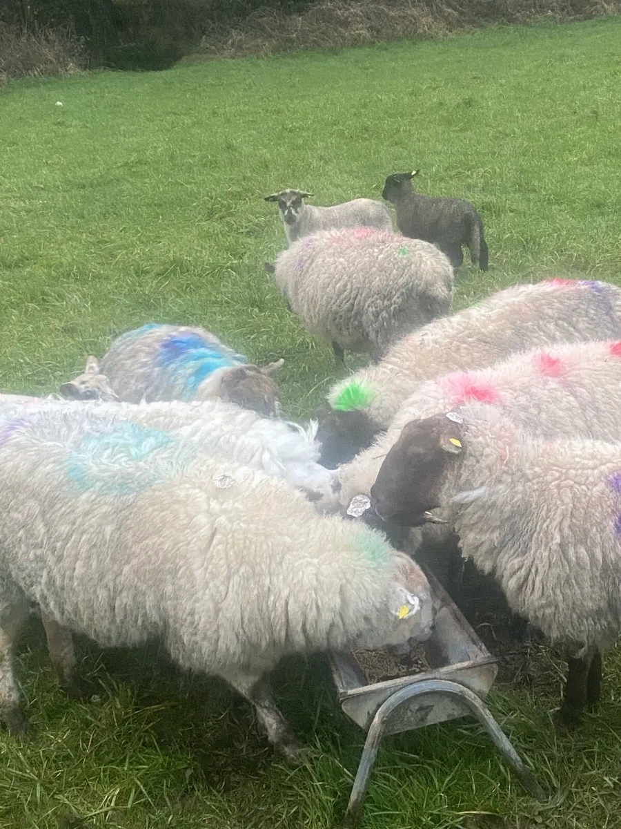 Ewes and lambs - Image 1