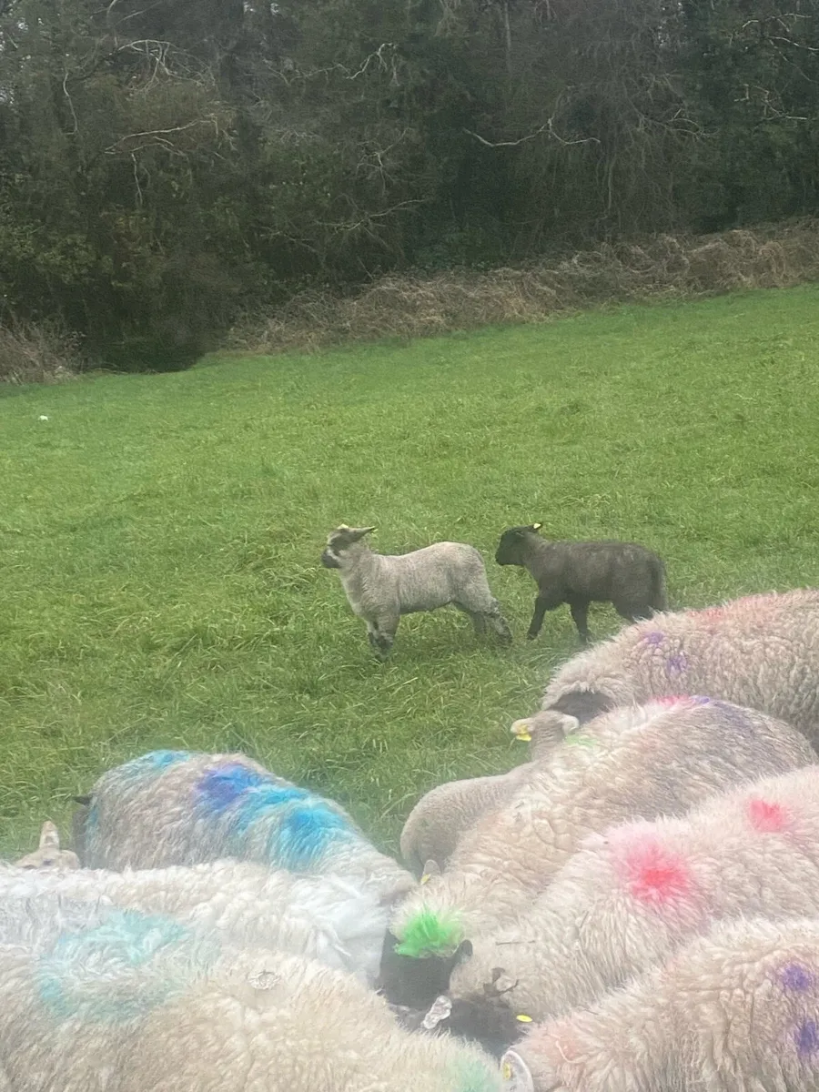 Ewes and lambs - Image 3