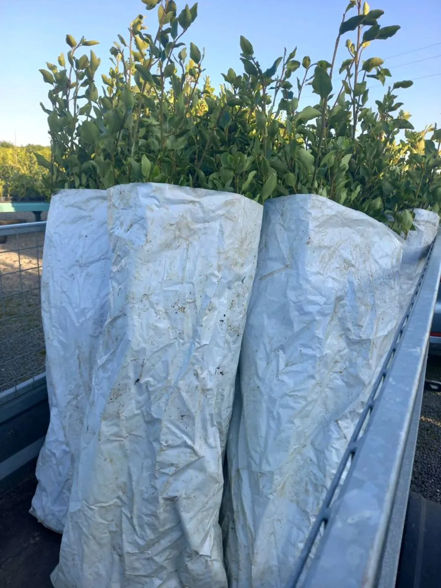 Hedging plants - Image 3