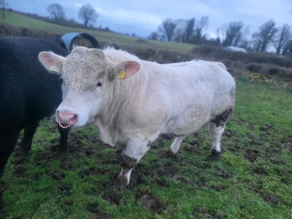 Charolais Bull - Image 2