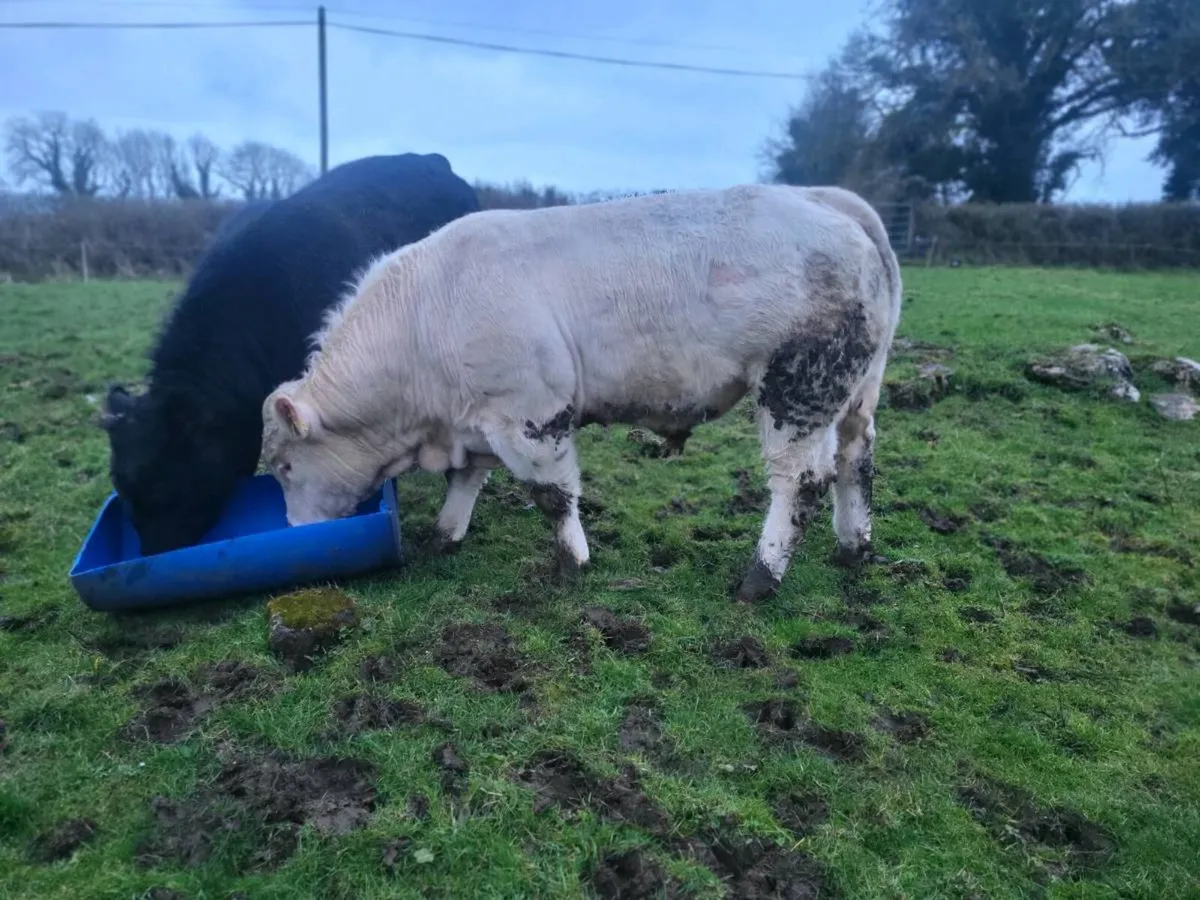 Charolais Bull - Image 3