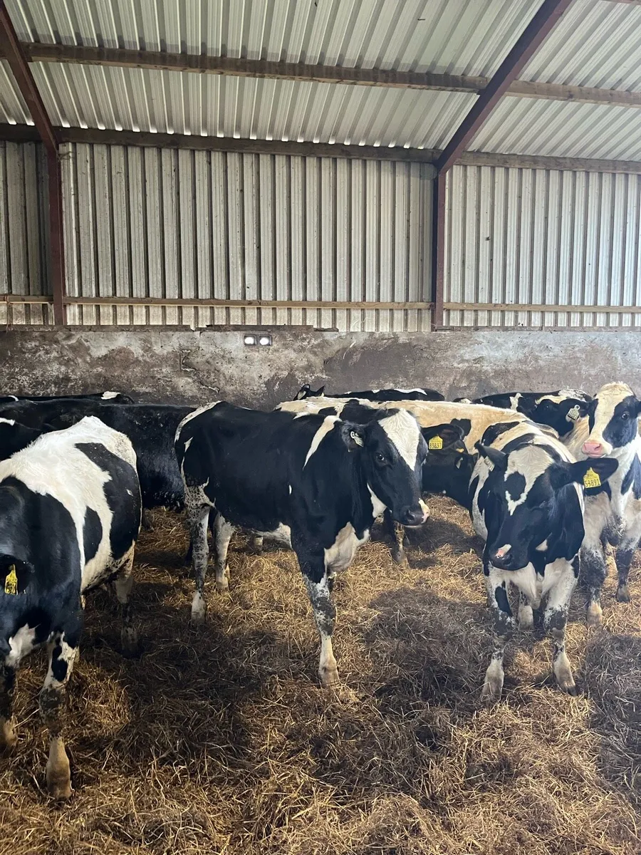 Maiden Heifers - Image 2