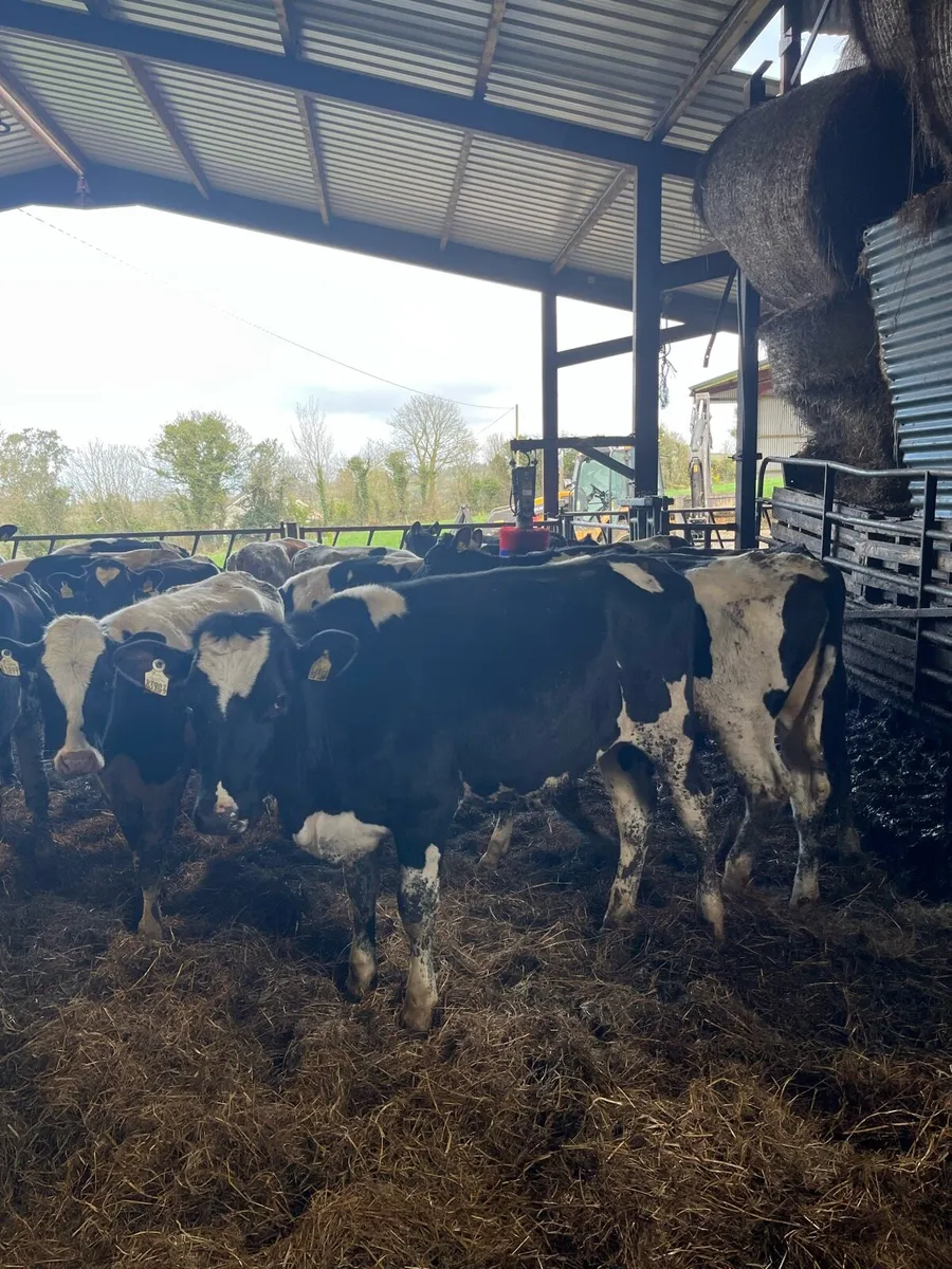 Maiden Heifers - Image 3