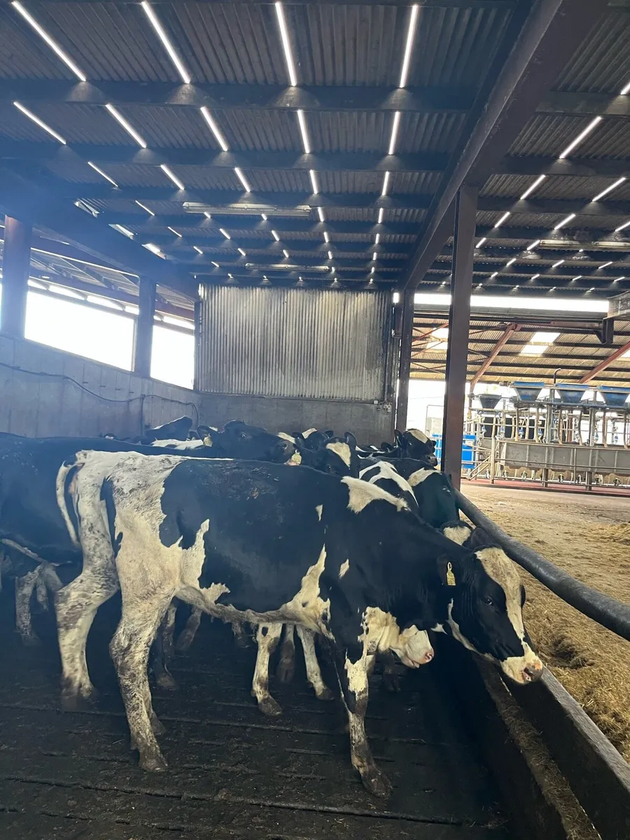 Maiden Heifers - Image 4