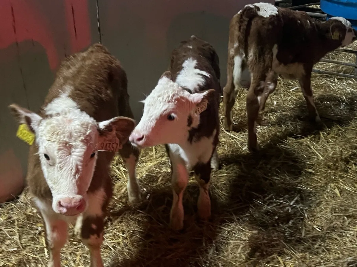 Red hereford cow makers - Image 1